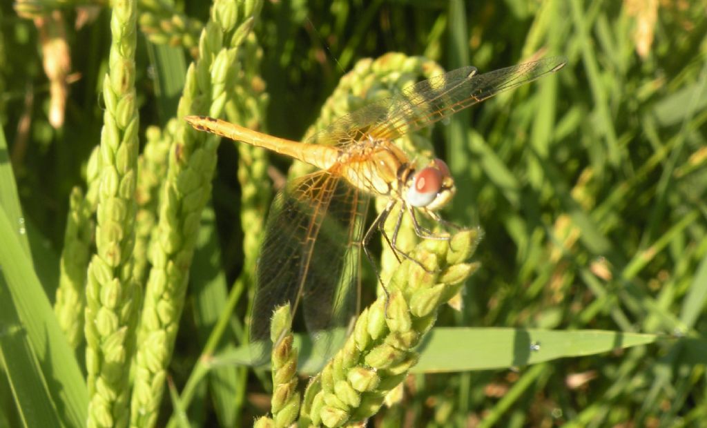 Crocothemis erythraea, vero?